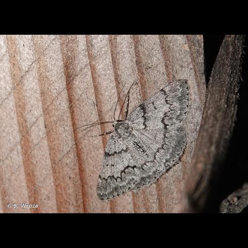 <i>Pseudoterpna coronillaria</i> (Hübner, 1817) © S. Wroza