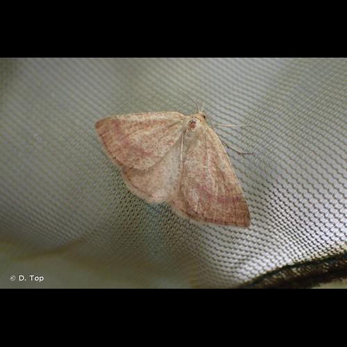 <i>Aplasta ononaria</i> (Fuessly, 1783) &copy; D. Top
