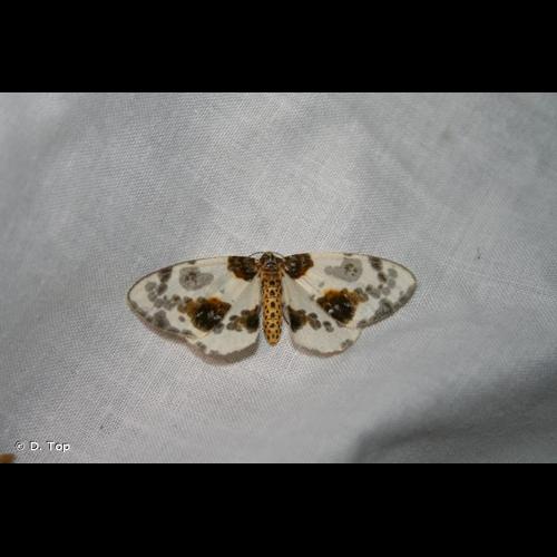 <i>Abraxas sylvata</i> (Scopoli, 1763) © D. Top