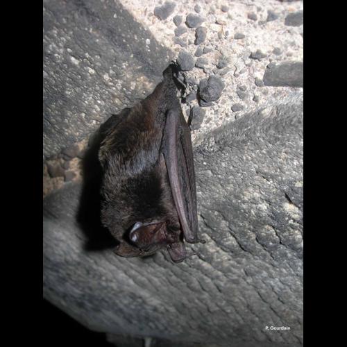 <i>Barbastella barbastellus</i> (Schreber, 1774) © P. Gourdain