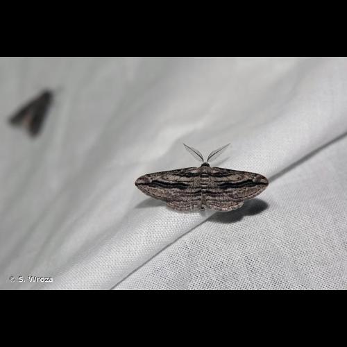 <i>Ecleora solieraria</i> (Rambur, 1834) © S. Wroza