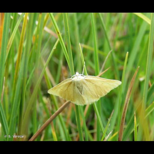 <i>Crocota tinctaria</i> (Hübner, 1799) © S. Wroza