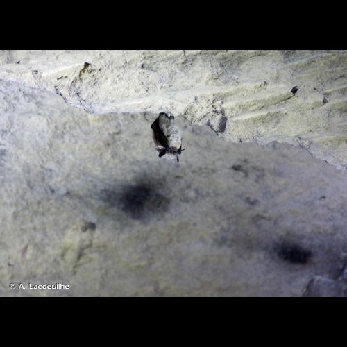 <i>Myotis mystacinus</i> (Kuhl, 1817) © A. Lacoeuilhe