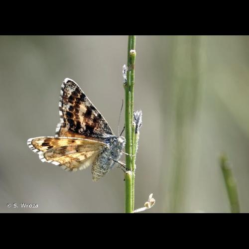 <i>Isturgia famula</i> (Esper, 1787) &copy; S. Wroza