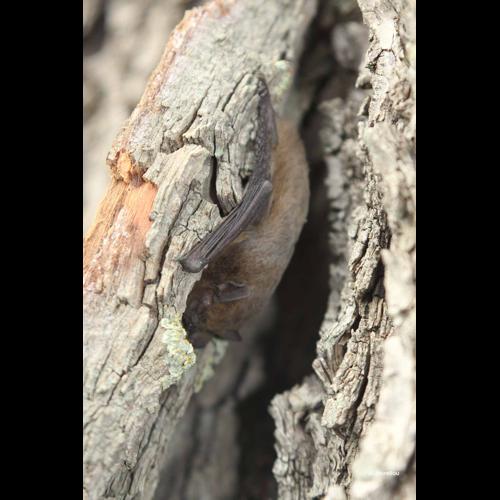 <i>Nyctalus noctula</i> (Schreber, 1774) © A. Horellou