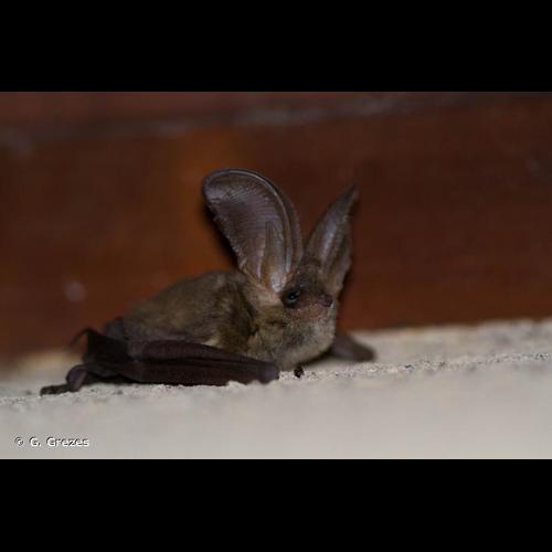 <i>Plecotus austriacus</i> (J. B. Fischer, 1829) © G. Grezes