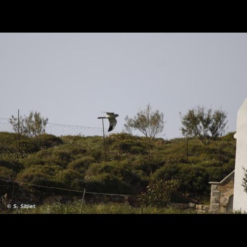 <i>Circus macrourus</i> (S. G. Gmelin, 1771) © S. Siblet