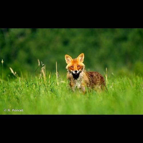 <i>Vulpes vulpes</i> (Linnaeus, 1758) © R. Poncet