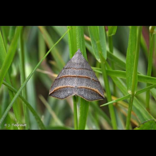 <i>Colobochyla salicalis</i> (Denis & Schiffermüller, 1775) &copy; J. Touroult