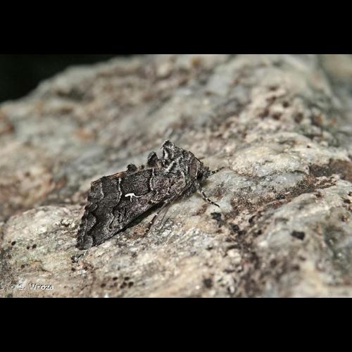 <i>Syngrapha ain</i> (Hochenwarth, 1785) © S. Wroza