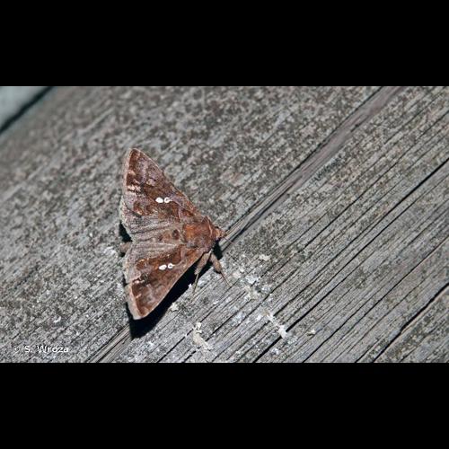 <i>Chrysodeixis chalcites</i> (Esper, 1789) © S. Wroza