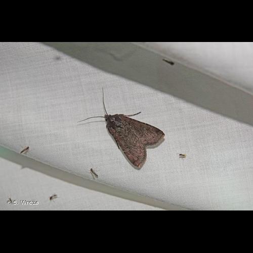 <i>Peridroma saucia</i> (Hübner, 1808) © S. Wroza