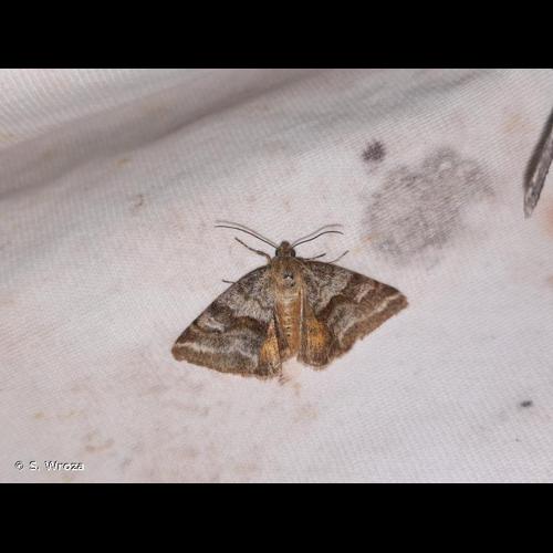 <i>Synthymia fixa</i> (Fabricius, 1787) © S. Wroza