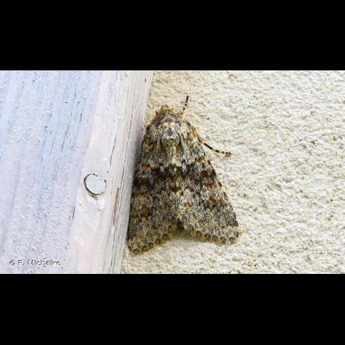 <i>Polymixis flavicincta</i> (Denis & Schiffermüller, 1775) © F. Michalke