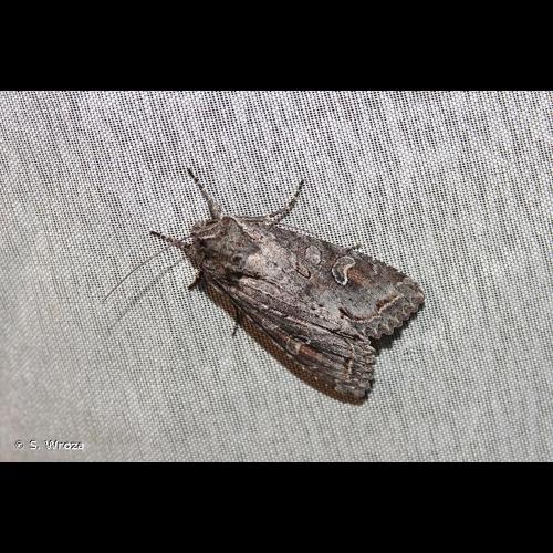 <i>Polia bombycina</i> (Hufnagel, 1766) &copy; S. Wroza