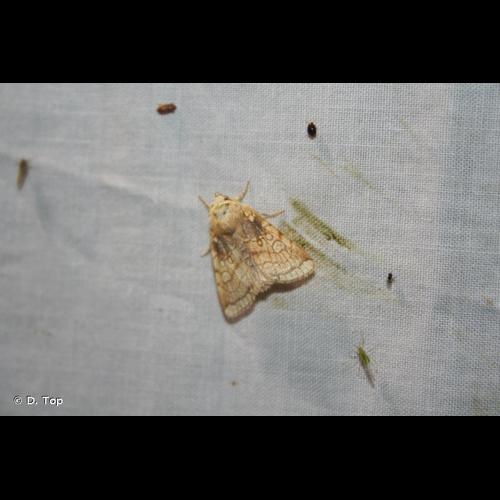 <i>Dicycla oo</i> (Linnaeus, 1758) © D. Top