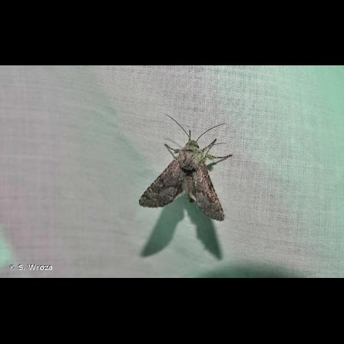 <i>Aporophyla lueneburgensis</i> (Freyer, 1848) © S. Wroza