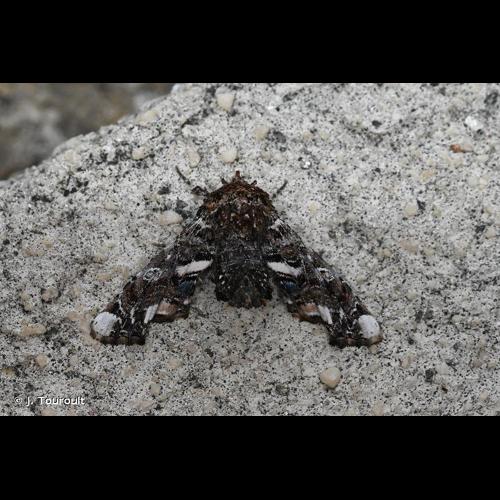 <i>Eutelia adulatrix</i> (Hübner, 1813) © J. Touroult