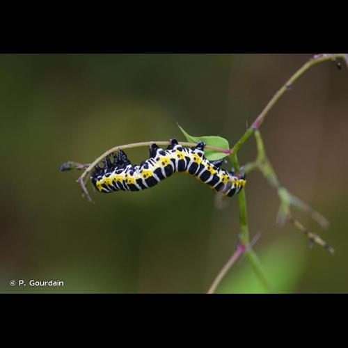<i>Cucullia lactucae</i> (Denis & Schiffermüller, 1775) &copy; P. Gourdain