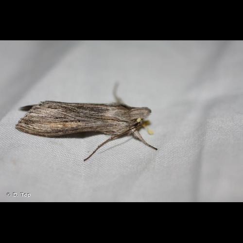 <i>Cucullia umbratica</i> (Linnaeus, 1758) &copy; D. Top