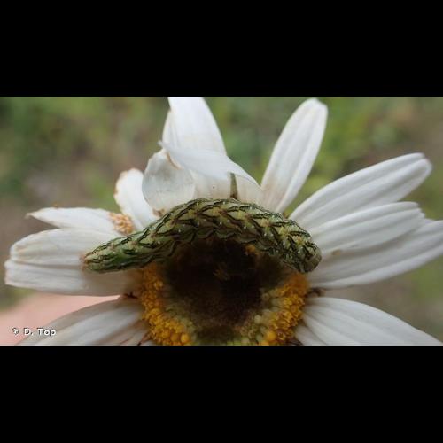 <i>Cucullia chamomillae</i> (Denis & Schiffermüller, 1775) © D. Top