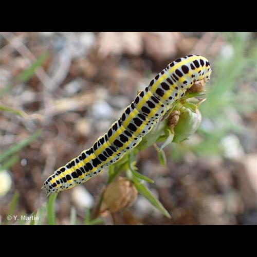 <i>Calophasia lunula</i> (Hufnagel, 1766) &copy; NULL
