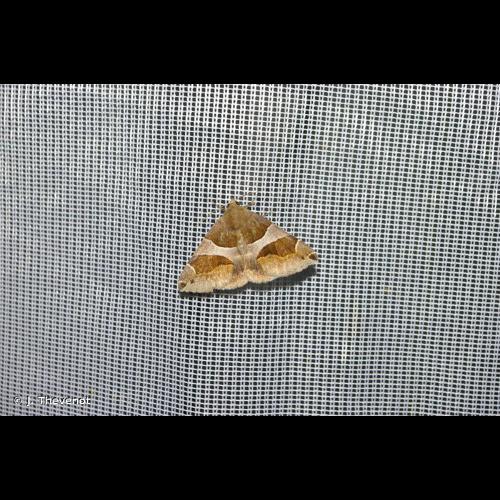 <i>Dysgonia algira</i> (Linnaeus, 1767) &copy; J. Thevenot