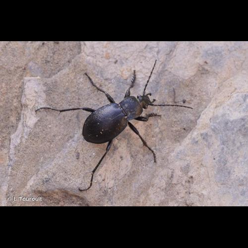 <i>Carabus convexus convexus</i> Fabricius, 1775 © J. Touroult
