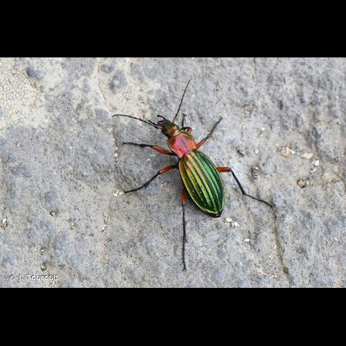 <i>Carabus auronitens auronitens</i> Fabricius, 1792 © J. Touroult