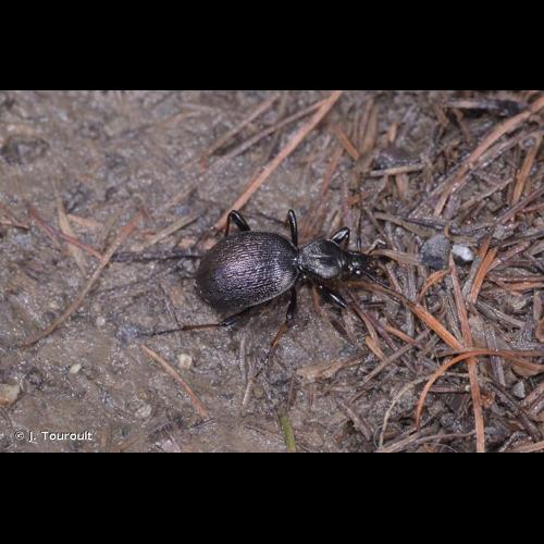 <i>Cychrus attenuatus attenuatus</i> (Fabricius, 1792) © J. Touroult