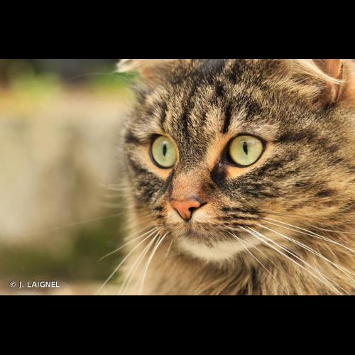 <i>Felis catus</i> Linnaeus, 1758 © J. LAIGNEL