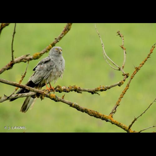 <i>Circus pygargus</i> (Linnaeus, 1758) © J. LAIGNEL