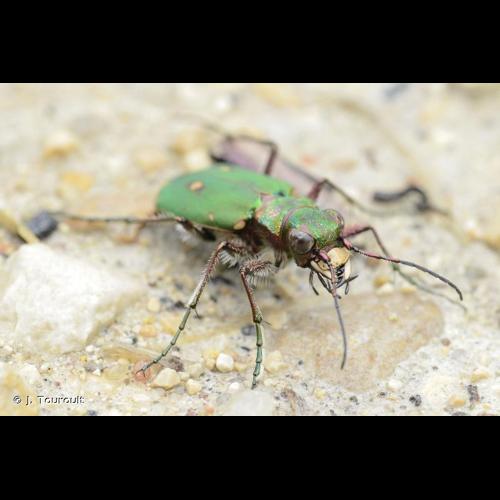 <i>Cicindela campestris campestris</i> Linnaeus, 1758 &copy; J. Touroult