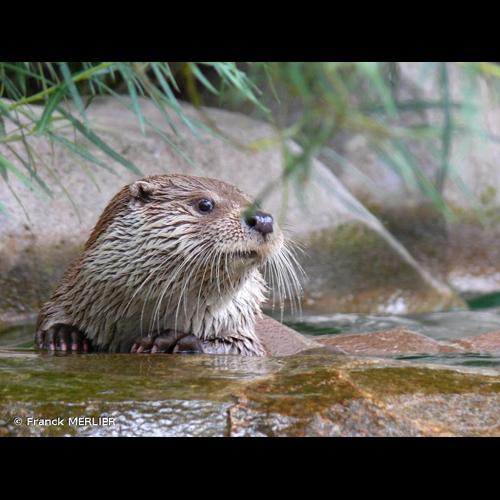 <i>Lutra lutra</i> (Linnaeus, 1758) © Franck MERLIER