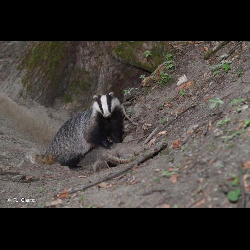 <i>Meles meles</i> (Linnaeus, 1758) © R. Clerc