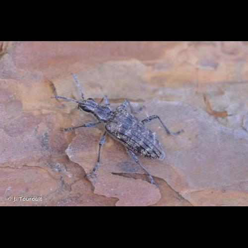 <i>Rhagium inquisitor inquisitor</i> (Linnaeus, 1758) © J. Touroult