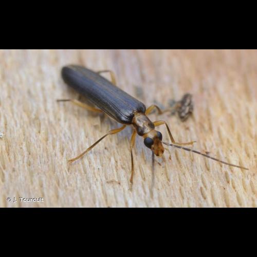 <i>Nacerdes carniolica carniolica</i> (Gistel, 1834) &copy; J. Touroult