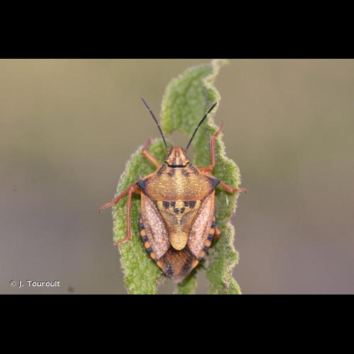 <i>Carpocoris mediterraneus atlanticus</i> Tamanini, 1958 © J. Touroult