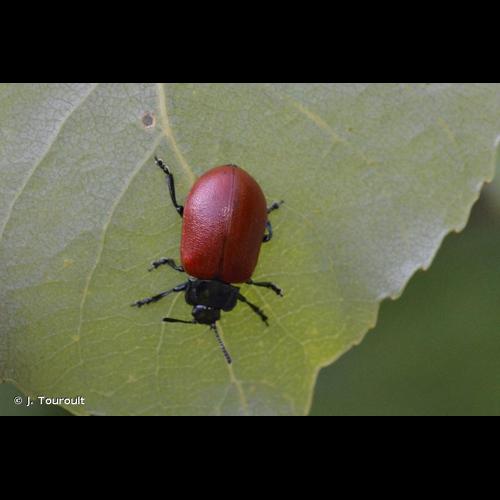 <i>Chrysomela populi populi</i> Linnaeus, 1758 © J. Touroult