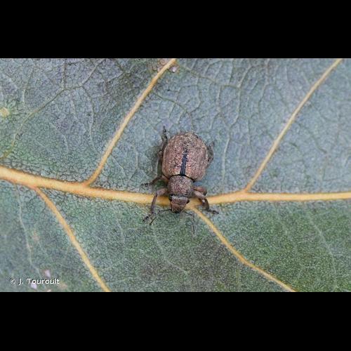 <i>Strophosoma melanogrammum melanogrammum</i> (Forster, 1771) &copy; J. Touroult