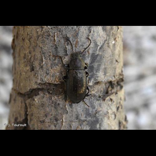 <i>Stenomax aeneus aeneus</i> (Scopoli, 1763) © J. Touroult