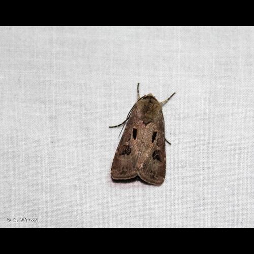 <i>Agrotis exclamationis exclamationis</i> (Linnaeus, 1758) &copy; S. Wroza