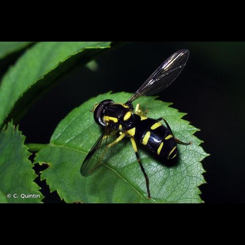 <i>Xanthogramma dives</i> (Rondani, 1857) &copy; C. Quintin