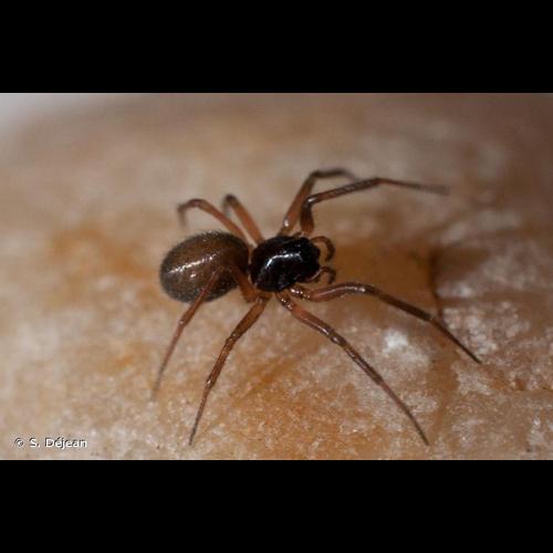 <i>Trichoncus auritus</i> (L. Koch, 1869) © S. Déjean