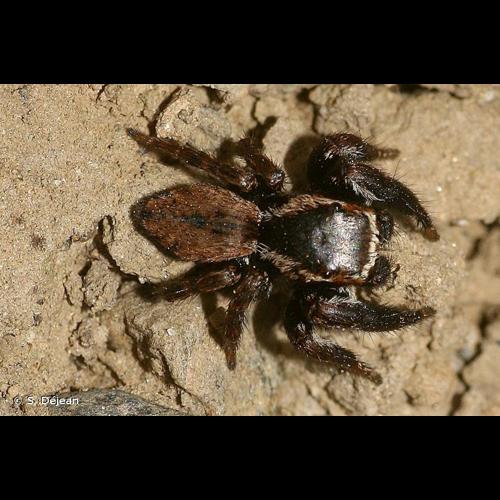 <i>Evarcha michailovi</i> Logunov, 1992 &copy; S. Déjean