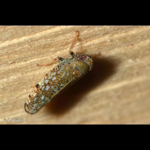 <i>Orientus ishidae</i> (Matsumura, 1902) © C. Quintin