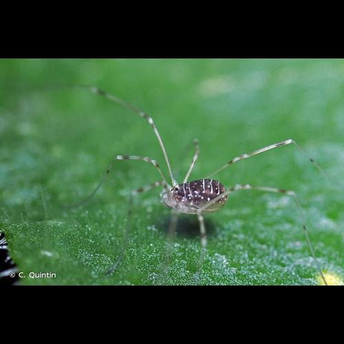 <i>Opilio canestrinii</i> (Thorell, 1876) © C. Quintin