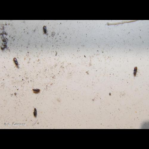 <i>Myrmechixenus subterraneus</i> Chevrolat, 1835 &copy; B. Calmont