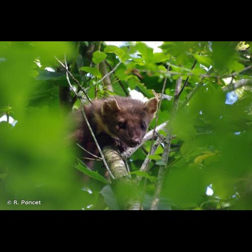 <i>Martes martes</i> (Linnaeus, 1758) © R. Poncet