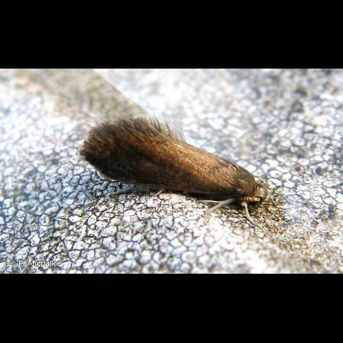 <i>Psychoides verhuella</i> Bruand, 1853 &copy; F. Michalke